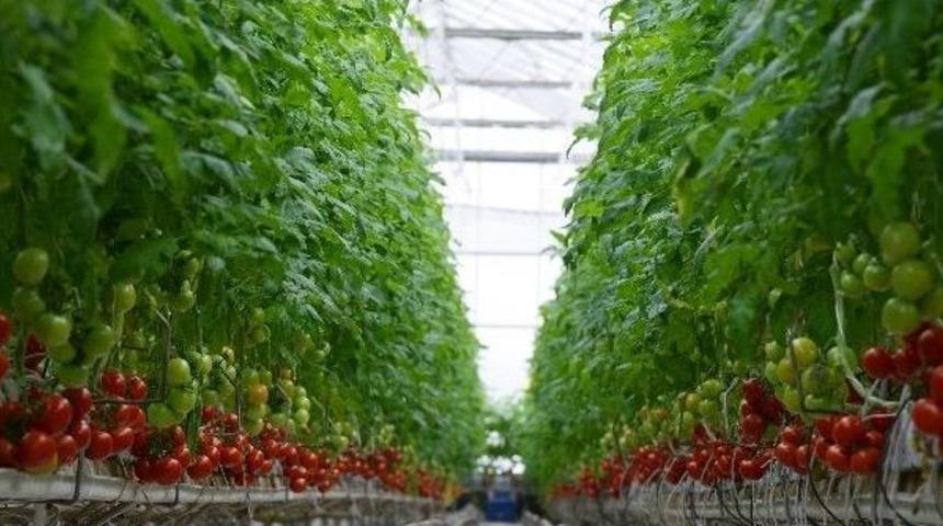 Kayseri Şeker&rsquo;in Topraksız Domatesleri Sofralarda Yerini Aldı