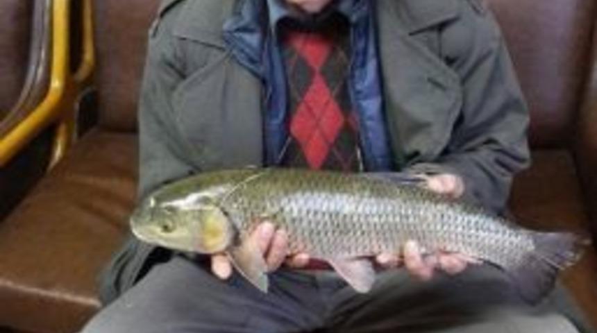 Oltu &Ccedil;ayında 2.5 Kiloluk Sazan Balığı Yakaladı