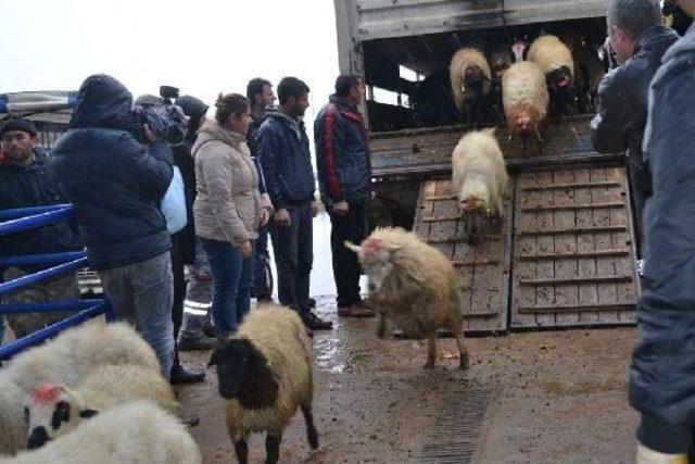 Zmo Genel Başkanı Güngör: Hayvan Varlığı Hızla Azalıyor