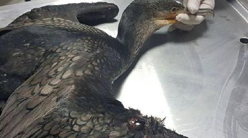 Dallar Arasında Sıkışan Karabatağı Itfaiye Kurtardı