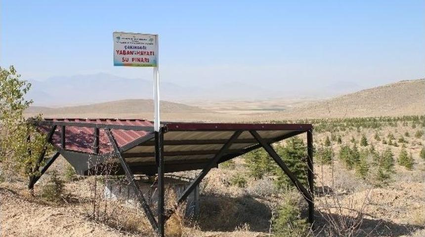 Karaman&rsquo;da Yaban Hayvanları İ&ccedil;in Su Pınarları Yapıldı