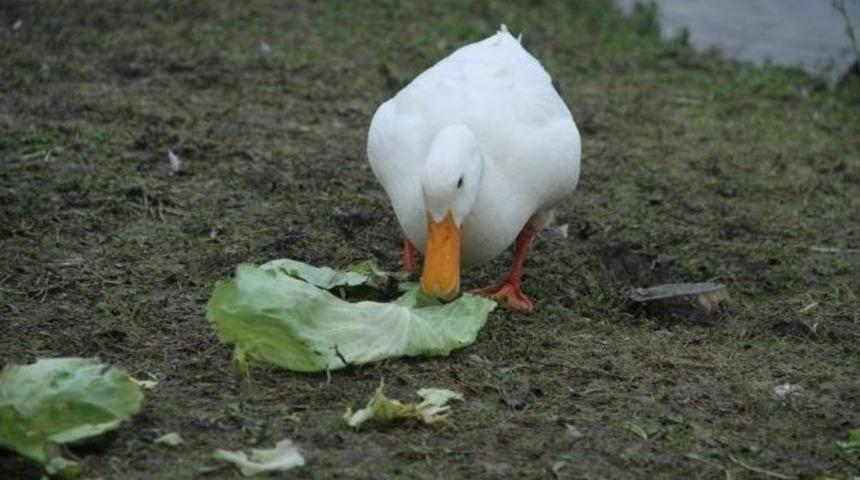 Kocaeli&rsquo;de T&uuml;m Canlılar B&uuml;y&uuml;kşehir&rsquo;e Emanet
