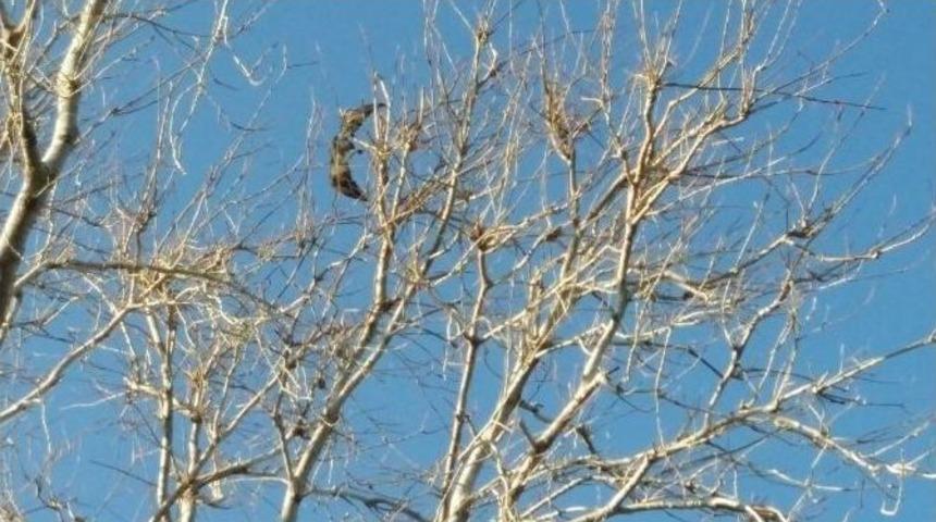 Karabatağın İmdadına İtfaiye Yetişti