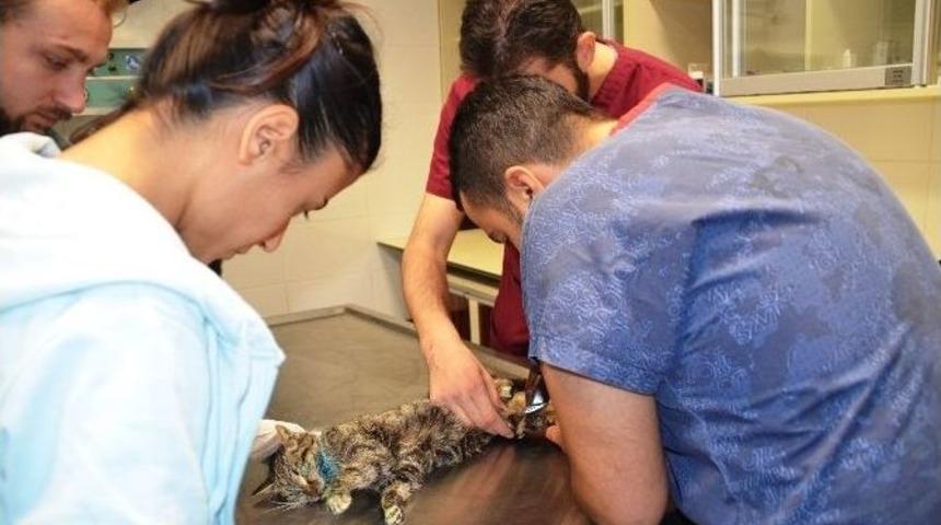 Donmak &Uuml;zere Olan Kediyi Duyarlı Vatandaş Kurtardı