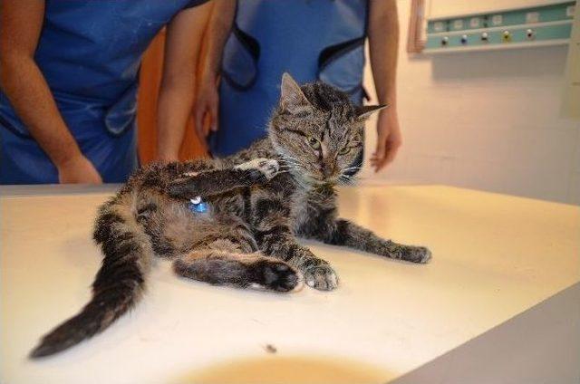 Donmak Üzere Olan Kediyi Duyarlı Vatandaş Kurtardı