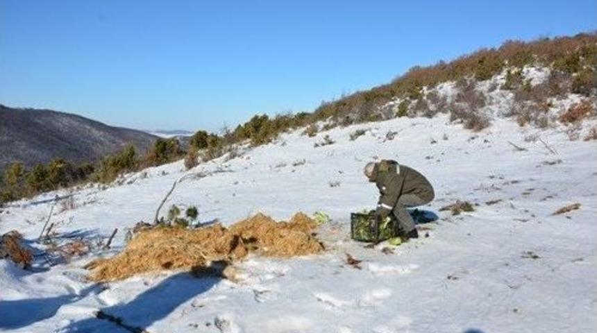 Soğuğa Karşı Doğaya 1,65 Ton Yem Bırakıldı
