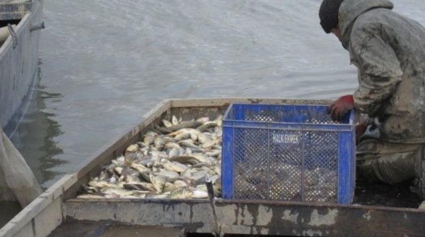 Elazığ&rsquo;da 200 Kilogram Ka&ccedil;ak Balık Yakalandı