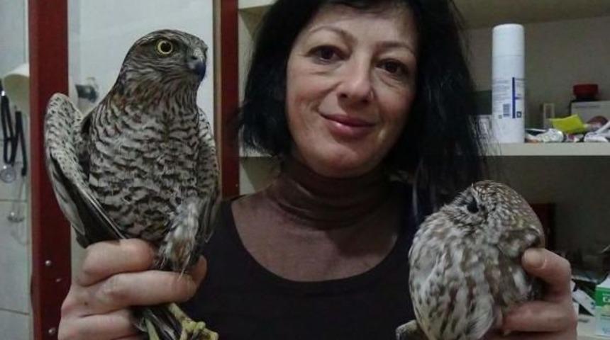 Yaralı Atmaca Ve Yavru Baykuşa Şefkat Eli