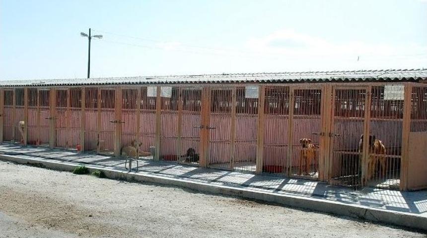 B&uuml;y&uuml;kşehir&rsquo;den Sahipsiz Hayvanlar İ&ccedil;in Merhamet Yuvası