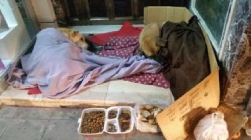 Konya'da Sokak K&ouml;pekleri &Uuml;ş&uuml;mesin Diye