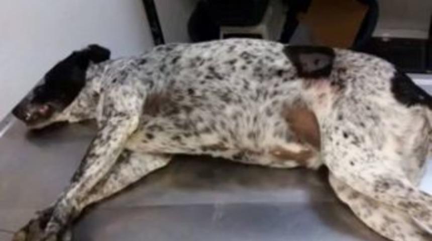 Hayvanseverlerden Ortaca’daki Köpek Cinayetine Tepki