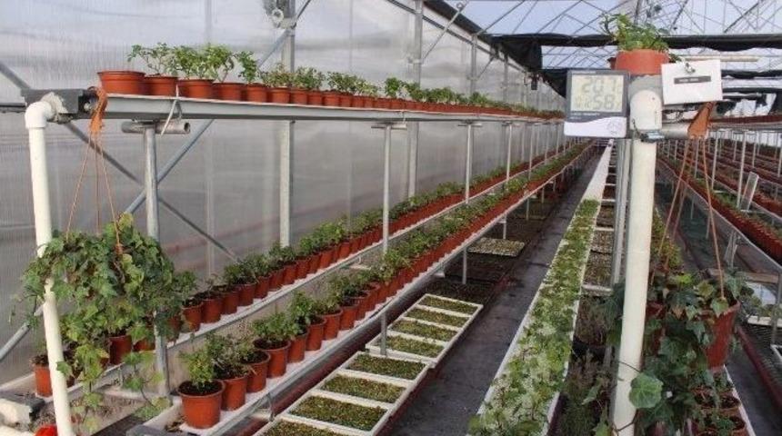 G&ouml;lbaşı Belediyesi Serasında Yaza Hazırlık