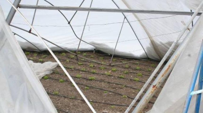 Tokat'ta Kar Seralara Zarar Verdi