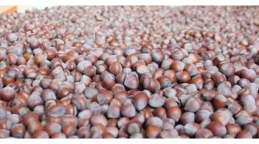 Cumhurbaşkanı Erdoğan&rsquo;ın &lsquo;fındık&rsquo;la İlgili S&ouml;zleri &Uuml;reticiyi Umutlandırdı