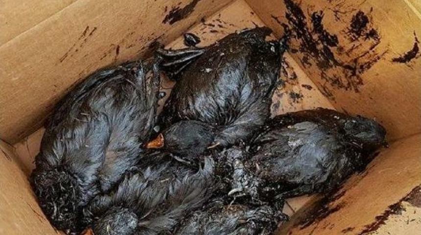 "dilovası'nda Sızan Fuel Oil Doğa Katliamına Yol A&ccedil;tı"