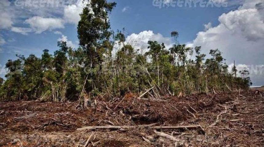 Greenpeace: Almanya Kadar Yağmur Ormanı Palmiye Yağı &Uuml;retimi I&ccedil;in Yok Edildi