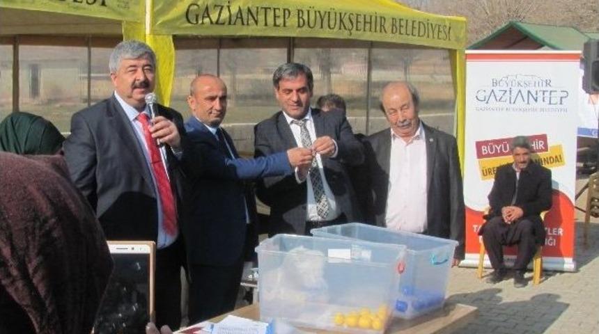 Araban Da 20 Aileye 500 Ke&ccedil;i Dağıtımı Yapıldı