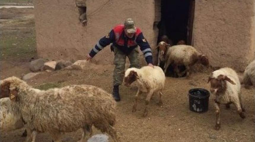 Koyun Hırsızları Yakalandı