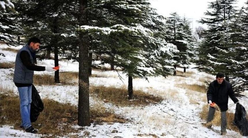 B&uuml;y&uuml;kşehir Belediyesinden Sokak Hayvanlarına Şefkat Eli