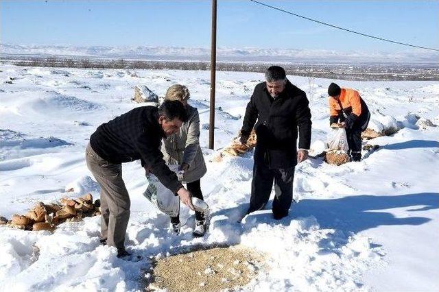 Büyükşehir Belediyesinden Sokak Hayvanlarına Şefkat Eli 2
