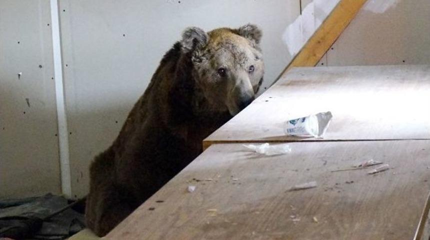 Boş Depoya Sığınan Ayı, Doğal Yaşamına Geri D&ouml;nd&uuml;