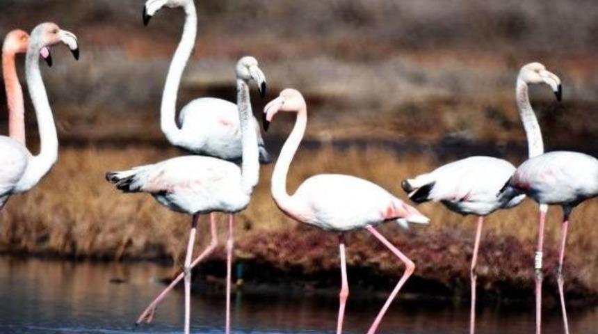 Tuzla Sulak Alanı'nın 'kuş Cenneti' Olması I&ccedil;in Proje