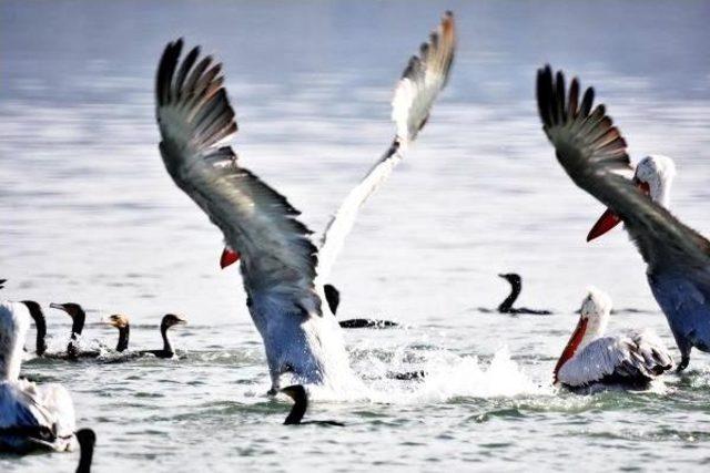 Tuzla Sulak Alanı'nın 'kuş Cenneti' Olması Için Proje