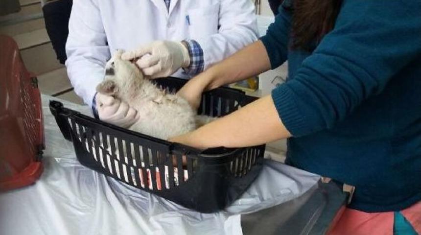 Kazada Yaralanan Sokak Kedisini Kurtarma Çabası