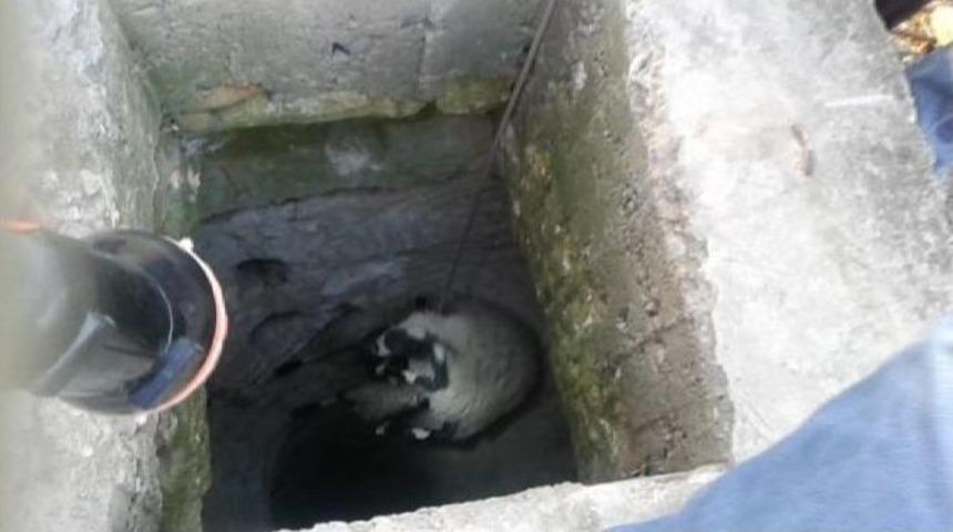 Kuyuya D&uuml;şen Koyun İtfaiye Tarafından Kurtarıldı