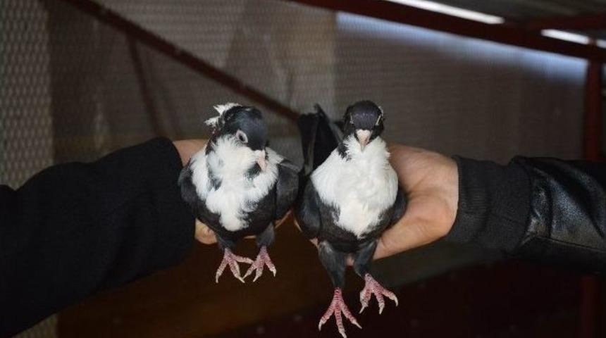 (&ouml;zel Haber) Hırsızlarından Korkan Arkadaşlar, G&uuml;vercinlerini Saklamaya Başladı