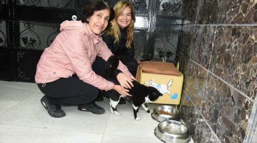 Apartman Kapısındaki Kedi Evi Mahkemelik Etti