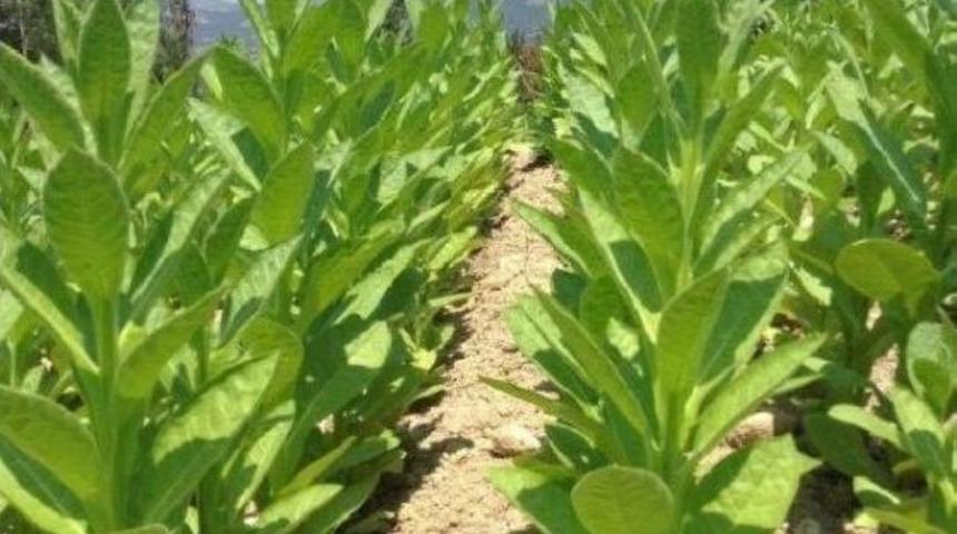 T&uuml;t&uuml;n Ve Sigara Ihracatı 1 Milyar Doları Aştı