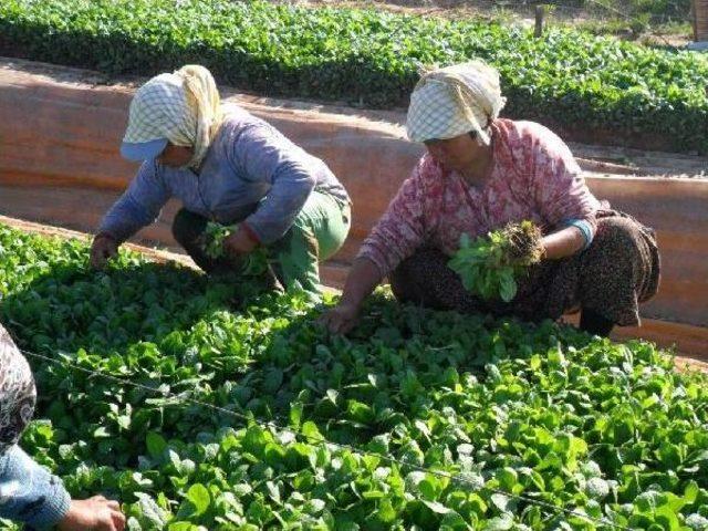 Tütün Ve Sigara Ihracatı 1 Milyar Doları Aştı