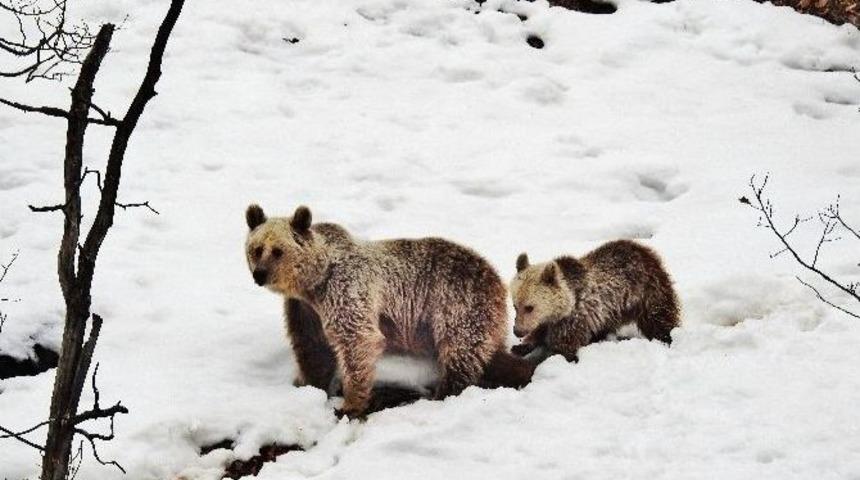 Tunceli&rsquo;de Anne Ve Yavru Ayı, Kış Uykusu Yerine Gezmeyi Tercih Etti