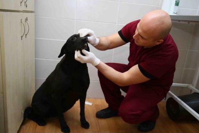 Şehit Polis Fethi Sekin in Beslediği Köpeğe Muayene 1