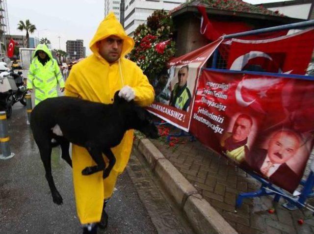 Şehit Polis Fethi Sekin'in Beslediği Köpeğe Muayene