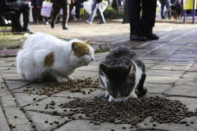 Buca Belediyesi’nden 80 Yeni Kedi Evi