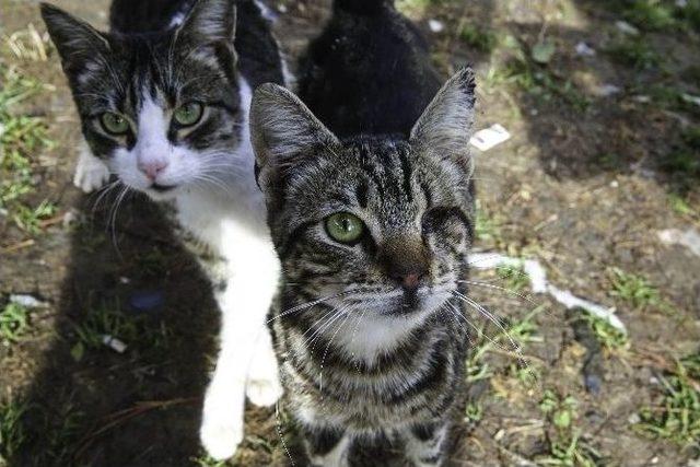 Buca Belediyesi’nden 80 Yeni Kedi Evi