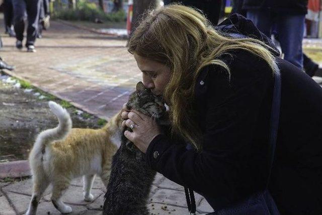 Buca Belediyesi’nden 80 Yeni Kedi Evi