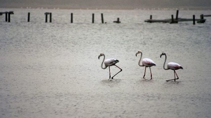Milas Tuzla Cazibe Merkezi Oluyor