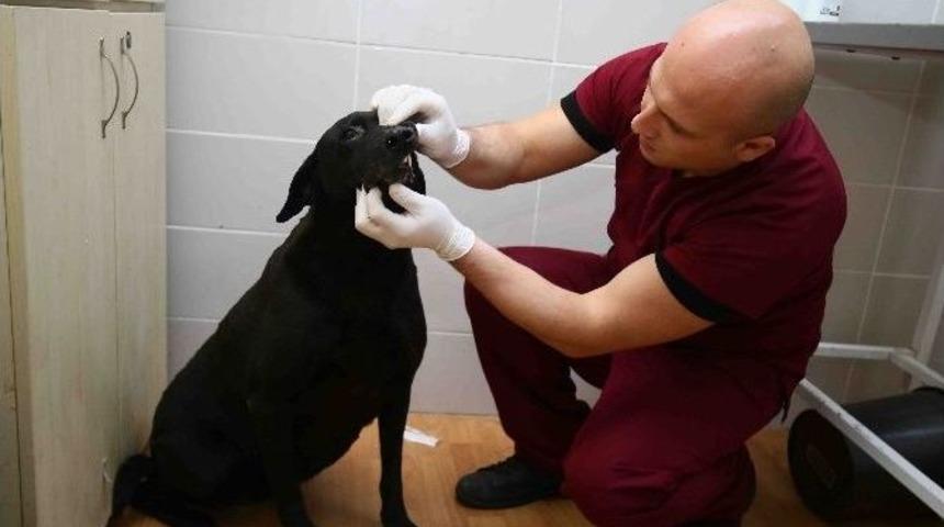 &ldquo;arap&rdquo; Emin Ellerde