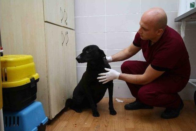 &ldquo;arap&rdquo; Emin Ellerde 1