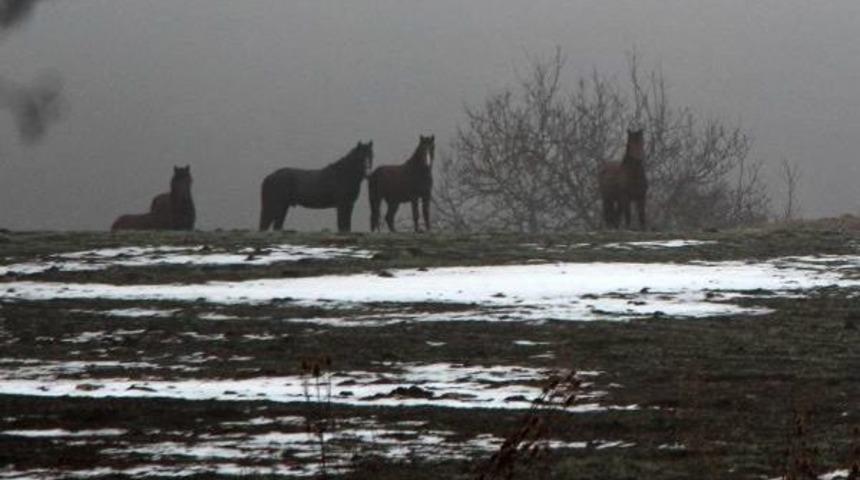 Bolu'da Yılkı Atlarına Yem Bırakıldı