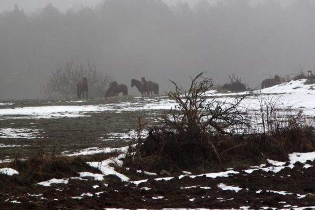 Bolu da Yılkı Atlarına Yem Bırakıldı 1