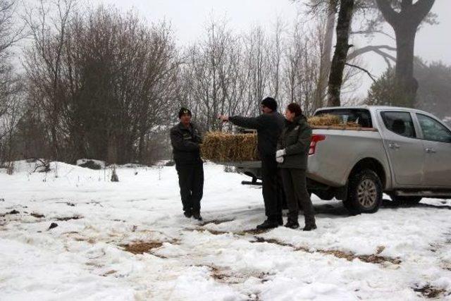 Bolu da Yılkı Atlarına Yem Bırakıldı 2