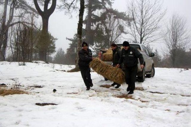 Bolu da Yılkı Atlarına Yem Bırakıldı 3