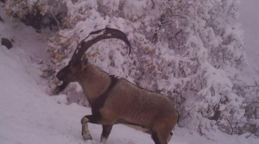 Doğal Ortamlarda Desteklenen Yaban Hayvanları G&ouml;r&uuml;nt&uuml;lendi
