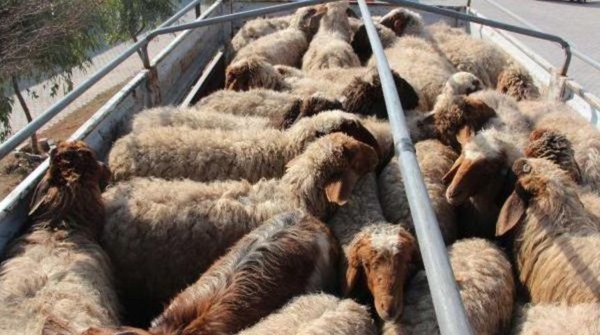 Ak&ccedil;akale'de Hayvan Ka&ccedil;ak&ccedil;ılığına 2 G&ouml;zaltı