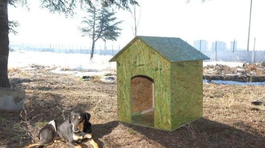 Sd&uuml; Kamp&uuml;s&uuml;ndeki Sokak Hayvanları İ&ccedil;in Kul&uuml;be