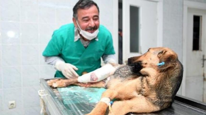 Ayağı Kırılan K&ouml;peğe Tedavi, Yavrularına Bakım